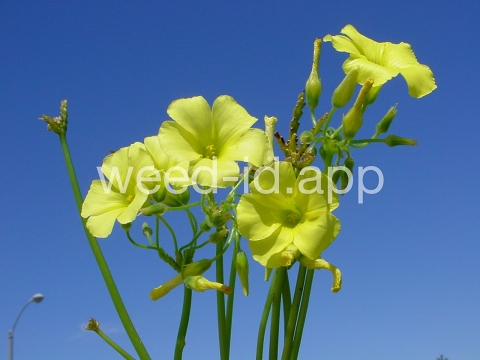 oxalis, buttercup